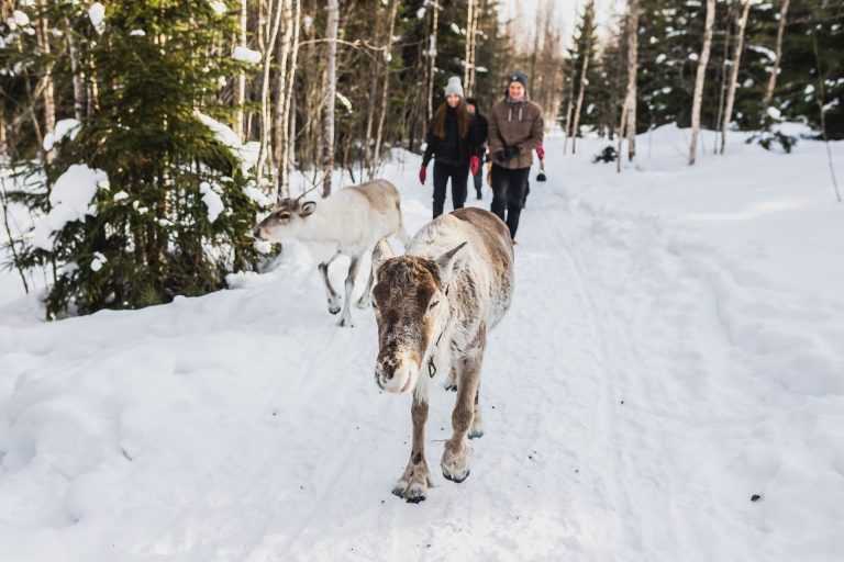 Walk with the Reindeer – A visit to Reindeer Park and a coffee break by the campfire
