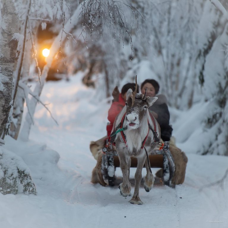 Reindeer Sleigh Rides