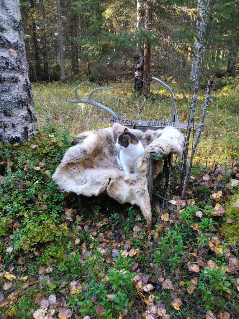Satupolku - seikkailu satujen metsään